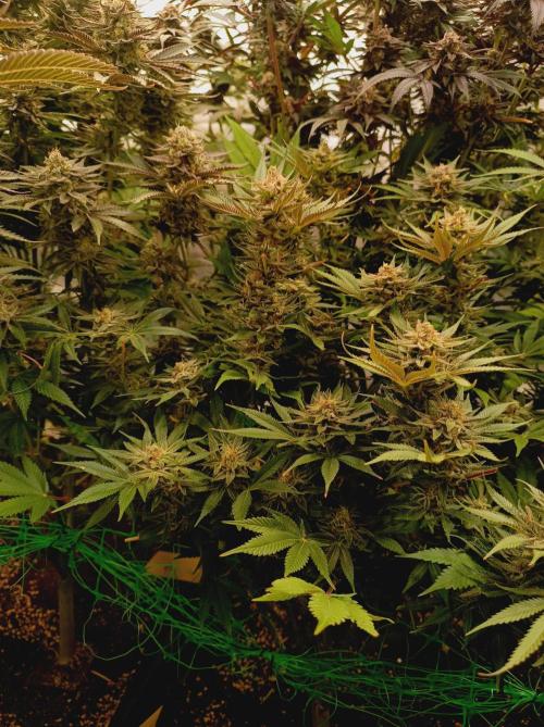 Blackberry Moonrocks. Week 15