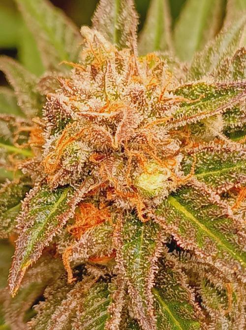Blackberry Moonrocks. Week 15