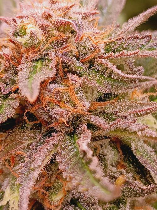 Blackberry Moonrocks. Week 15