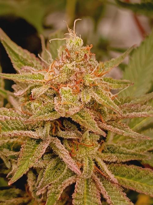 Blackberry Moonrocks. Week 15