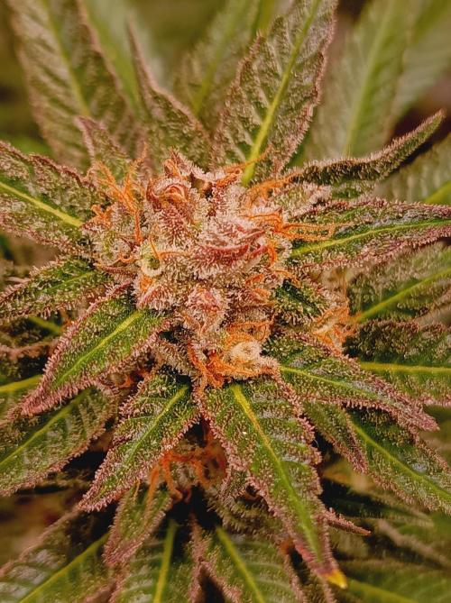 Blackberry Moonrocks. Week 15