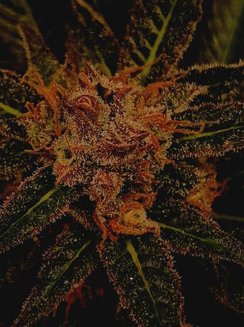 Blackberry Moonrocks. Week 15