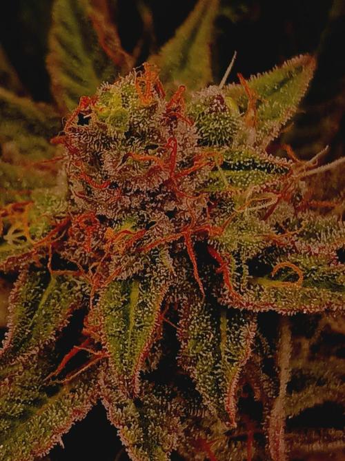 Blackberry Moonrocks. Week 15