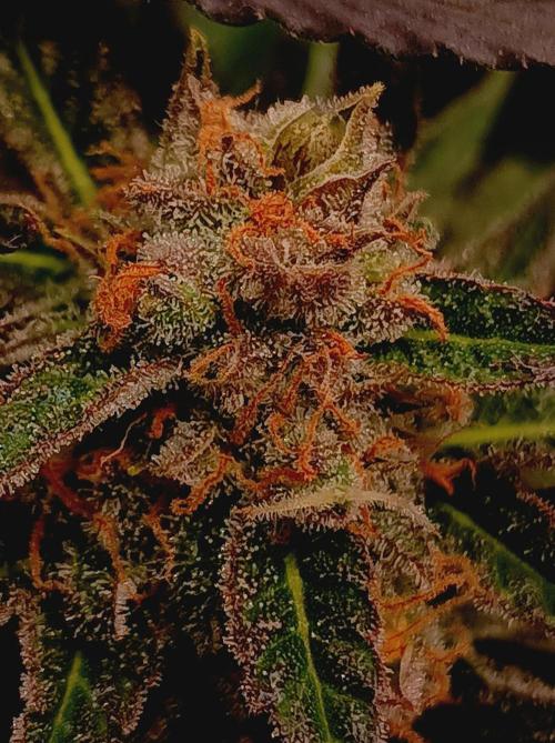 Blackberry Moonrocks. Week 15