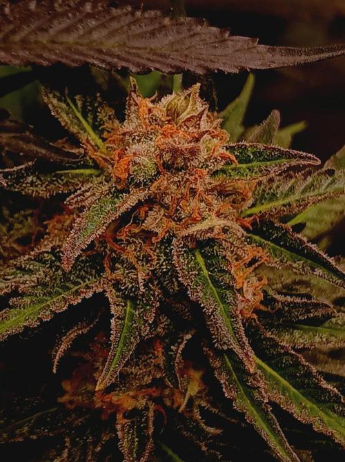 Blackberry Moonrocks. Week 15