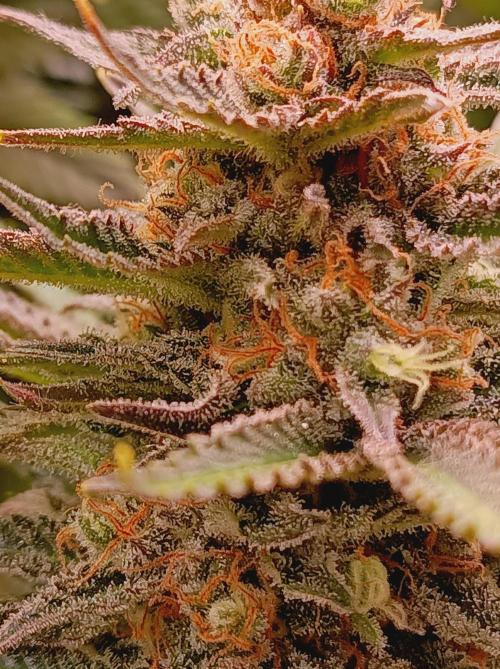 Blackberry Moonrocks. Week 15