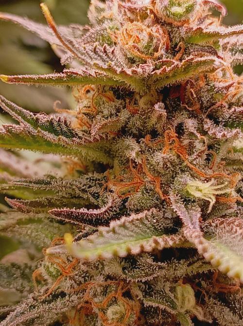 Blackberry Moonrocks. Week 15
