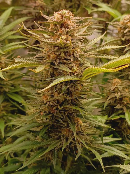 Blackberry Moonrocks. Week 15