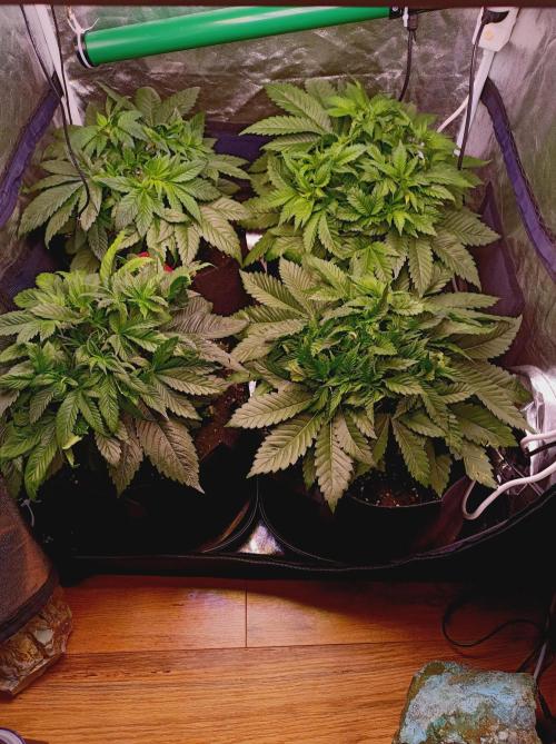 Super Boof 🍒🍪GC. Week 4