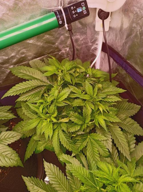 Super Boof 🍒🍪GC. Week 4