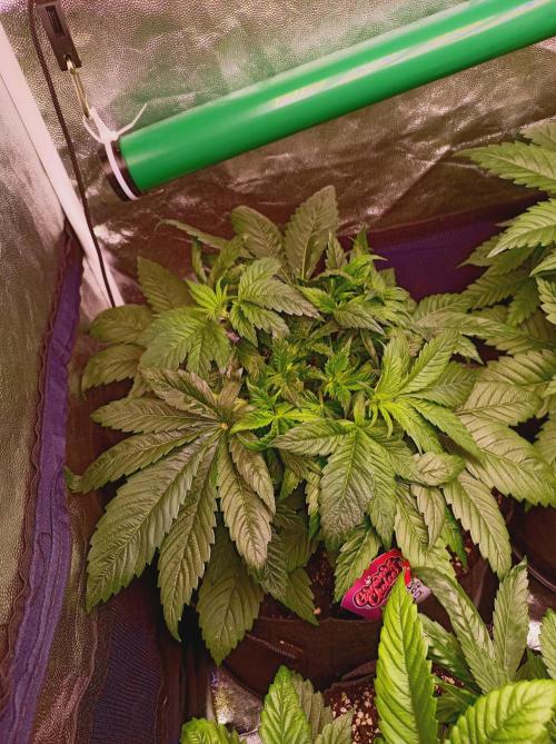 Super Boof 🍒🍪GC. Week 4