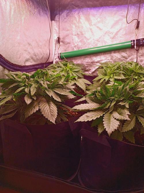 Super Boof 🍒🍪GC. Week 4