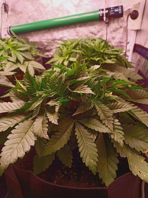 Super Boof 🍒🍪GC. Week 4