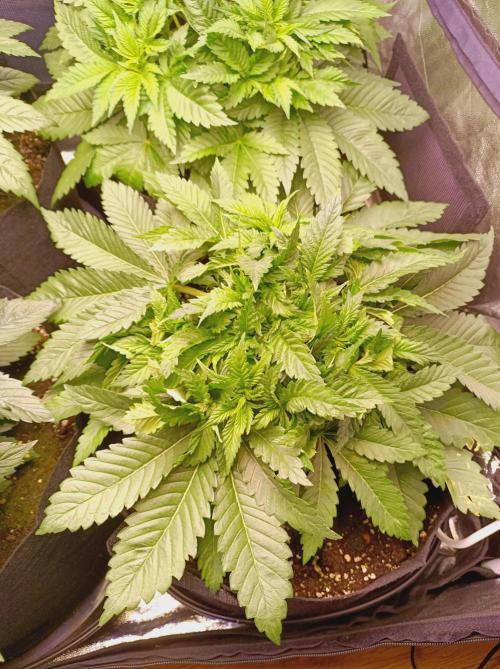 Super Boof 🍒🍪GC. Week 4