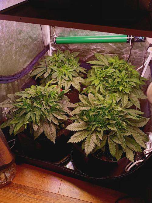 Super Boof 🍒🍪GC. Week 4