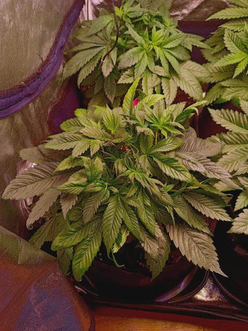 Super Boof 🍒🍪GC. Week 4