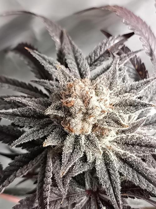 Crescendo 🦖. Week 16