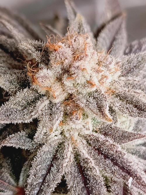 Crescendo 🦖. Week 16