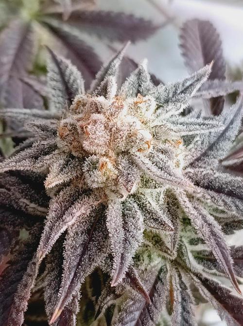Crescendo 🦖. Week 16