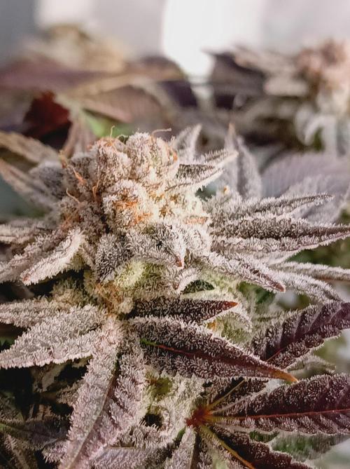 Crescendo 🦖. Week 16