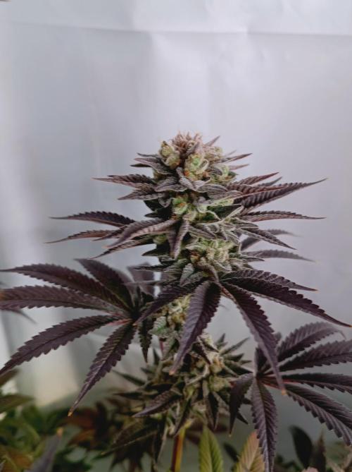 Crescendo 🦖. Week 16