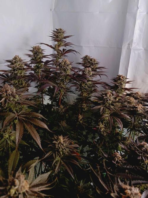 Crescendo 🦖. Week 16