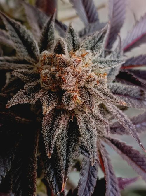 Crescendo 🦖. Week 16