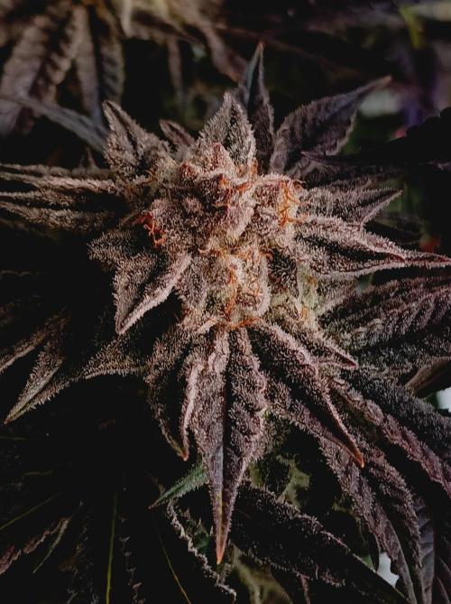 Crescendo 🦖. Week 16