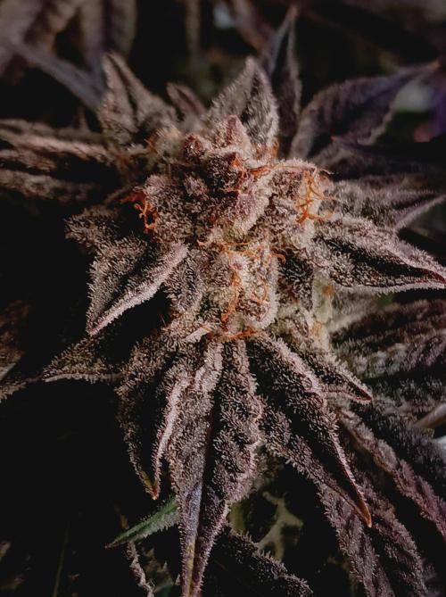 Crescendo 🦖. Week 16