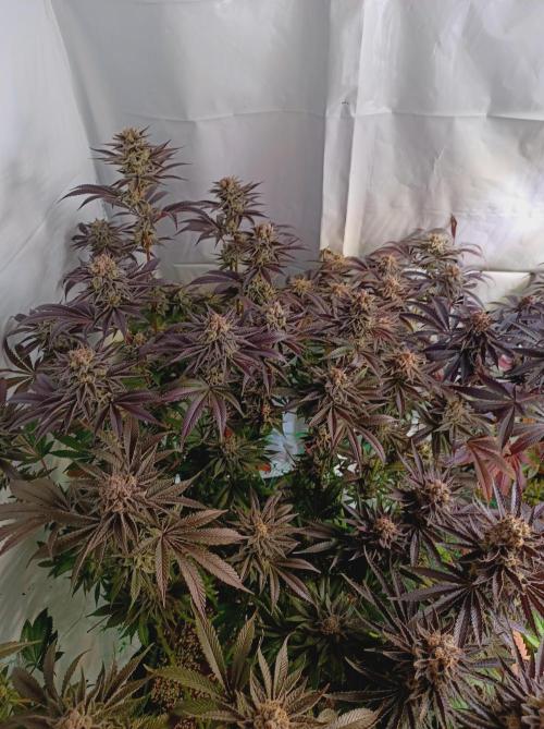 Crescendo 🦖. Week 16
