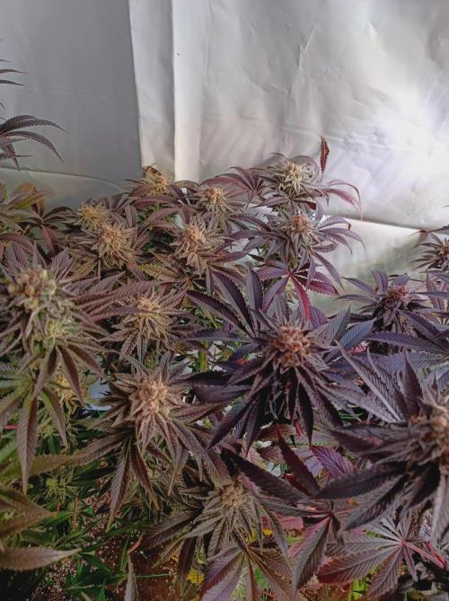 Crescendo 🦖. Week 16