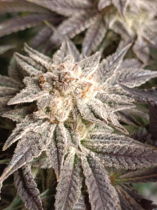 Crescendo 🦖. Week 16