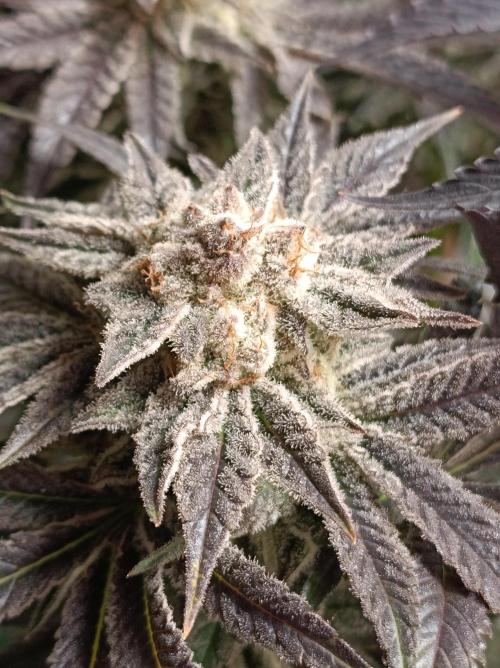 Crescendo 🦖. Week 16
