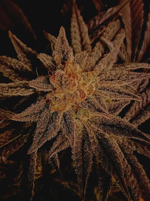 Crescendo 🦖. Week 16