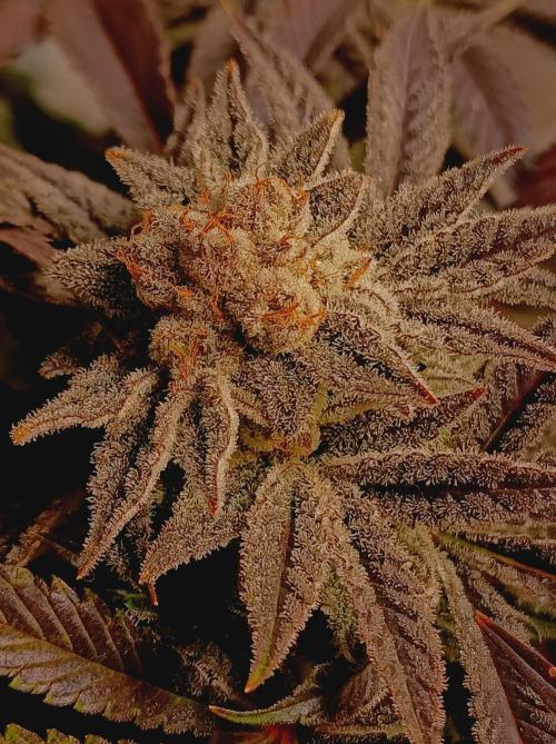 Crescendo 🦖. Week 16