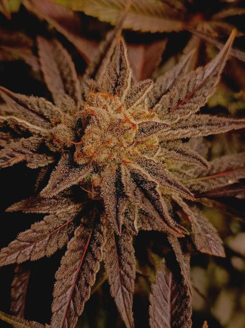 Crescendo 🦖. Week 16