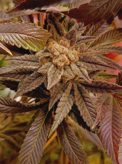 Crescendo 🦖. Week 16