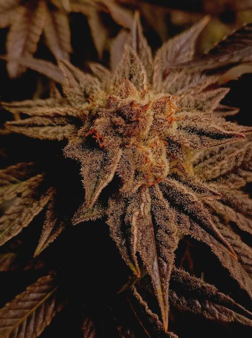 Crescendo 🦖. Week 16