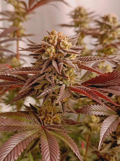 Crescendo 🦖. Week 16