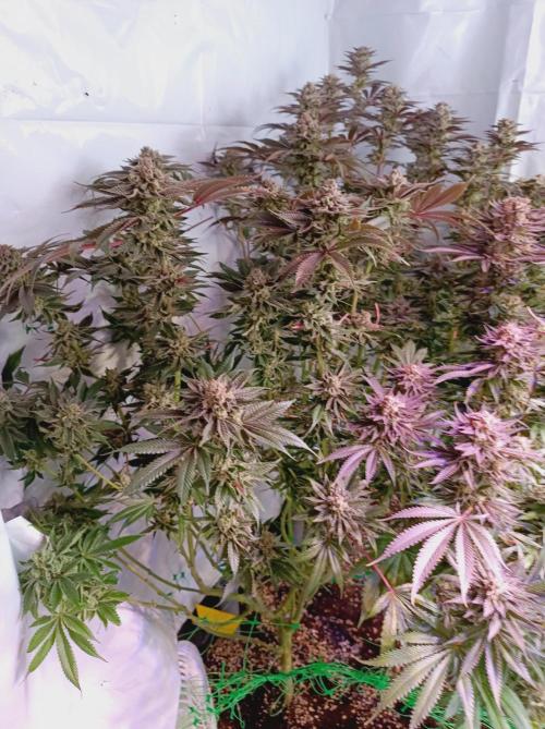 Blueberry Cane. Week 16