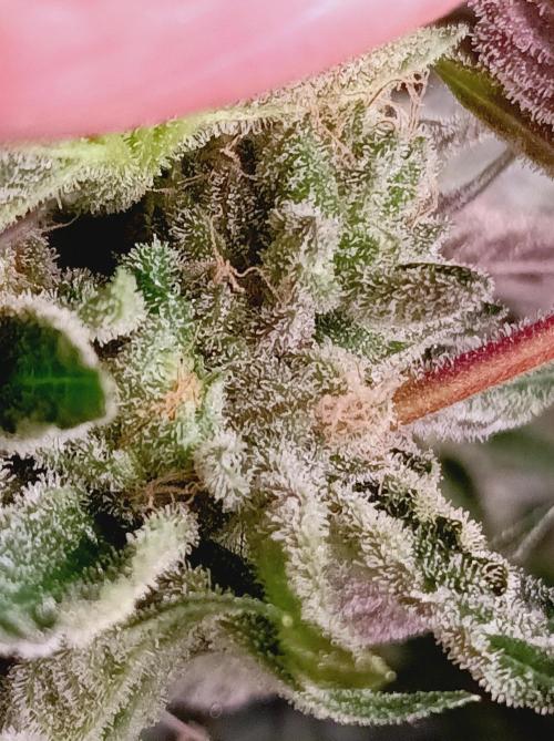 Blueberry Cane. Week 16
