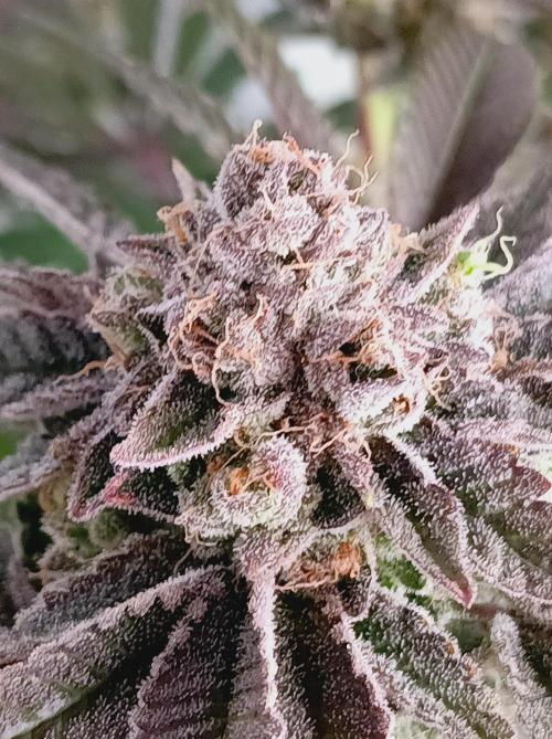 Blueberry Cane. Week 16