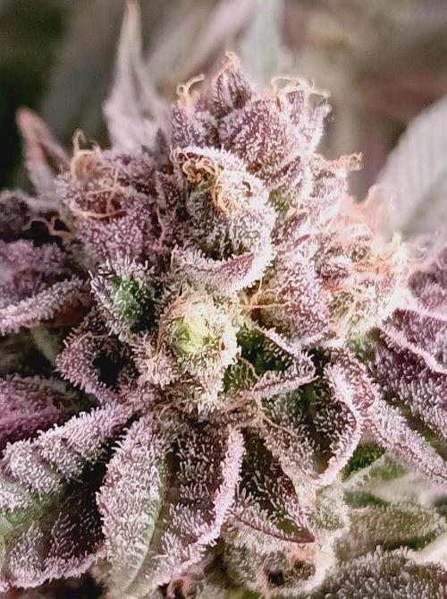 Blueberry Cane. Week 16