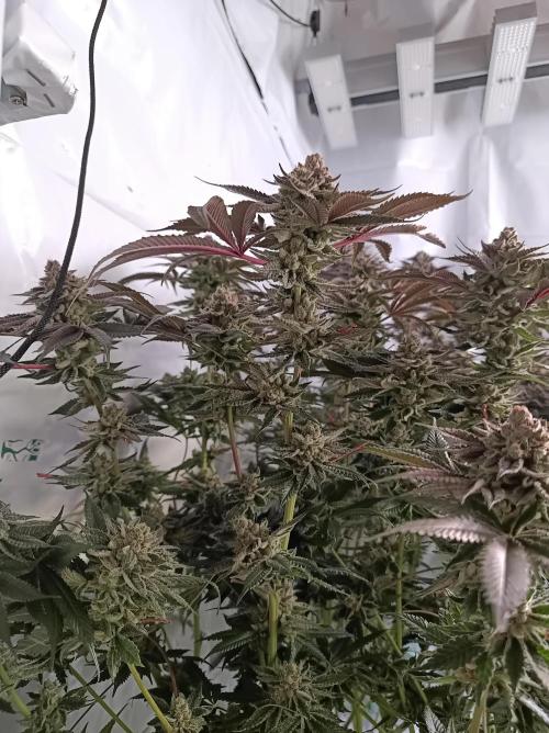 Blueberry Cane. Week 16