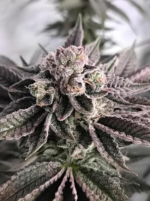 Blueberry Cane. Week 16
