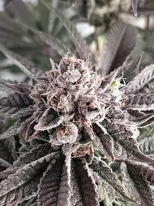 Blueberry Cane. Week 16
