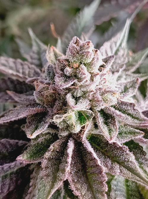 Blueberry Cane. Week 16