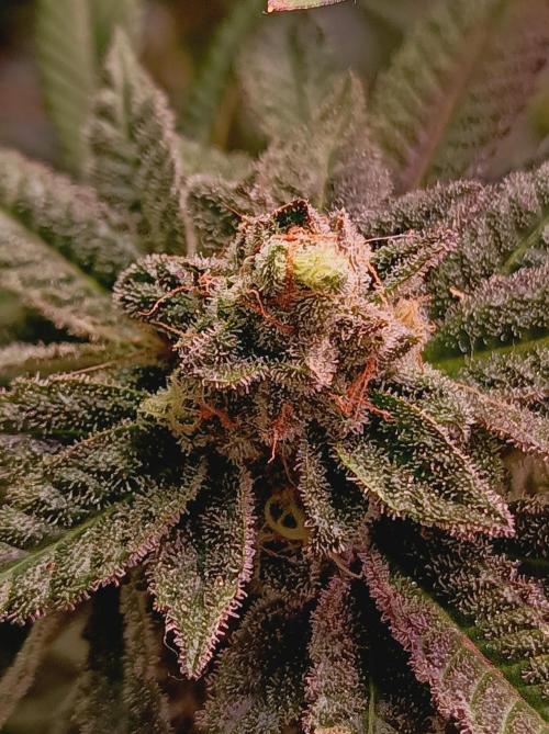 Blueberry Cane. Week 16