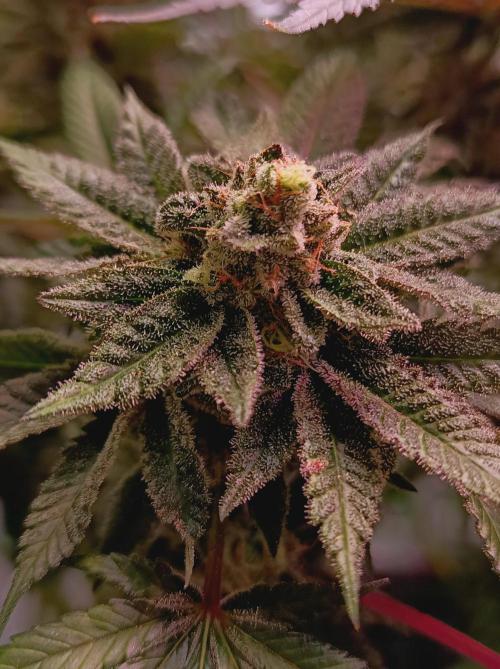 Blueberry Cane. Week 16