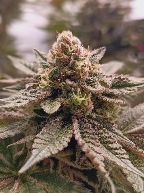 Blueberry Cane. Week 16